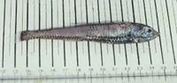 Rendezvous fish (Polymetme corythaeola)
