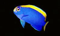 Resplendent angelfish (Centropyge resplendens)