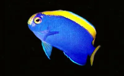 Resplendent angelfish (Centropyge resplendens)