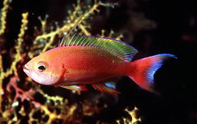 Resplendent goldie (Pseudanthias pulcherrimus)
