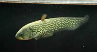 Reticulate (arowana) knifefish (Papyrocranus afer)