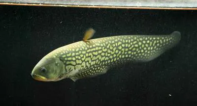 Reticulate (arowana) knifefish (Papyrocranus afer)
