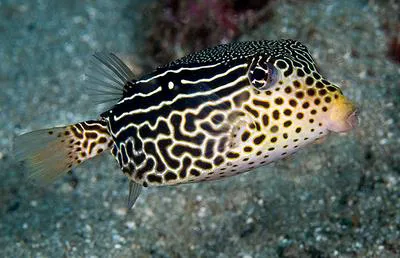 Reticulate boxfish (Ostracion solorensis)