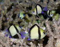 Reticulate dascyllus (Dascyllus reticulatus)