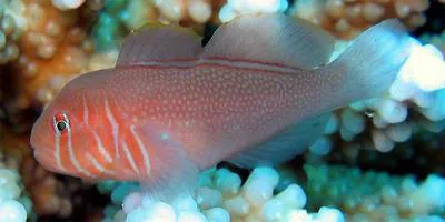 Reticulate goby (Gobiodon reticulatus)