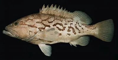Reticulate grouper (Epinephelus tuamotuensis)