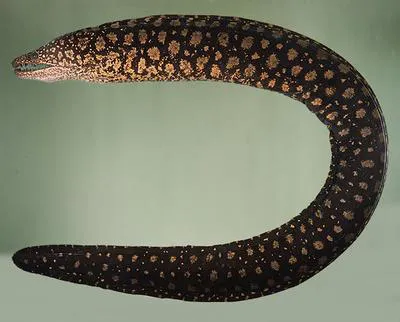 Reticulate hookjaw moray (Enchelycore lichenosa)