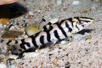 Reticulate loach (Botia lohachata)