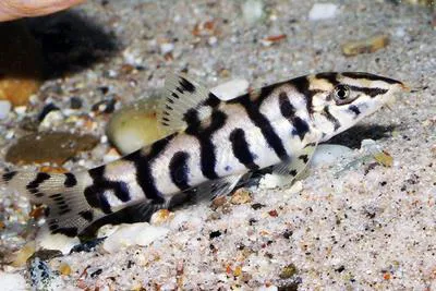 Reticulate loach (Botia lohachata)