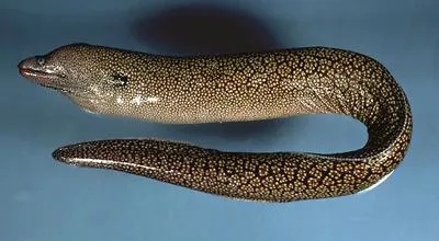Reticulate moray (Muraena retifera)