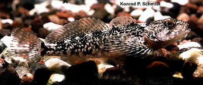 Reticulate sculpin (Cottus perplexus)