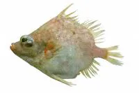 Reticulate spikefish (Hollardia hollardi)