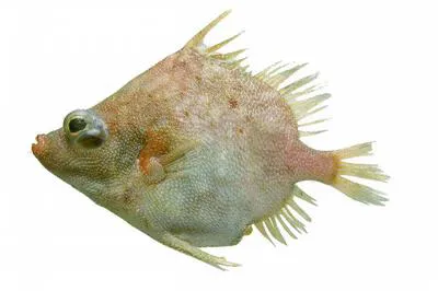 Reticulate spikefish (Hollardia hollardi)