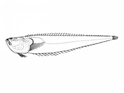 Reticulate stargazer (Dactyloscopus foraminosus)