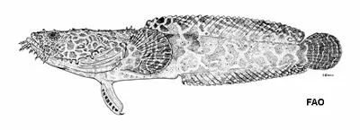 Reticulate toadfish (Sanopus reticulatus)