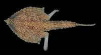 Reticulate triangular batfish (Malthopsis retifera)