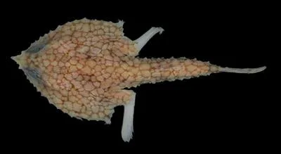 Reticulate triangular batfish (Malthopsis retifera)