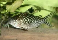 Reticulated corydoras (Corydoras reticulatus)