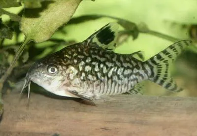 Reticulated corydoras (Corydoras reticulatus)