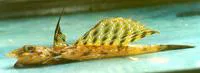 Reticulated dragonet (Callionymus reticulatus)