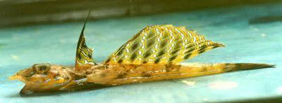 Reticulated dragonet (Callionymus reticulatus)