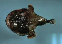 Reticulated goosefish (Lophiodes reticulatus)