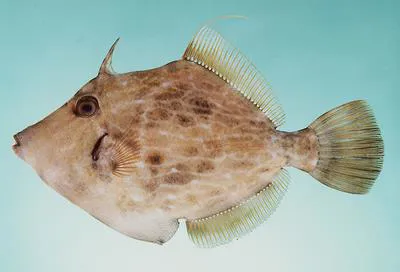 Reticulated leatherjacket (Stephanolepis diaspros)