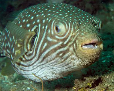 Reticulated pufferfish (Arothron reticularis)