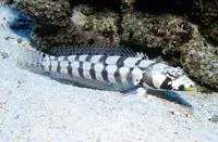 Reticulated sandperch (Parapercis tetracantha)