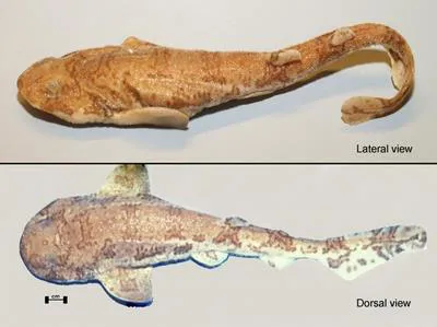 Reticulated swellshark (Cephaloscyllium fasciatum)
