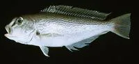 Reticulated tilefish (Caulolatilus guppyi)