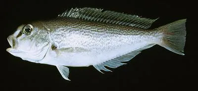 Reticulated tilefish (Caulolatilus guppyi)