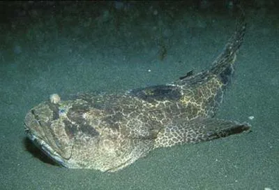 Reticulated toadfish (Daector reticulata)