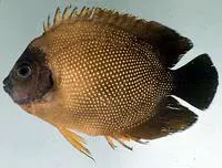 Reunion angelfish (Apolemichthys guezei)