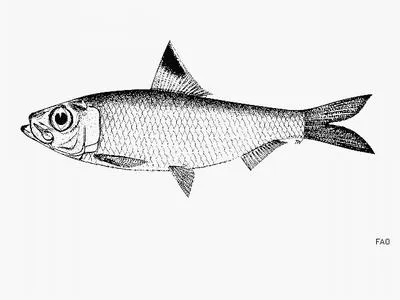Reunion herring (Herklotsichthys spilurus)