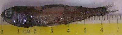 Reverse gland lanternfish (Symbolophorus reversus)