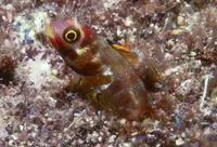 Revillagigedo barnacle (Acanthemblemaria mangognatha)