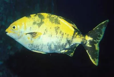 Revillagigedo sea chub (Kyphosus lutescens)