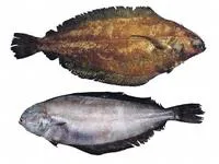 Rex sole (Glyptocephalus zachirus)