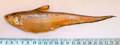 Reynald's grenadier anchovy (Coilia reynaldi)