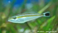 Rhinoceros leatherjacket (Pseudalutarius nasicornis)