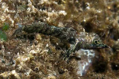 Rhinocerus triplefin (Helcogramma rhinoceros)