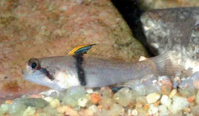 Rhinohorn goby (Redigobius balteatus)