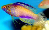 Rhomboid wrasse (Cirrhilabrus rhomboidalis)