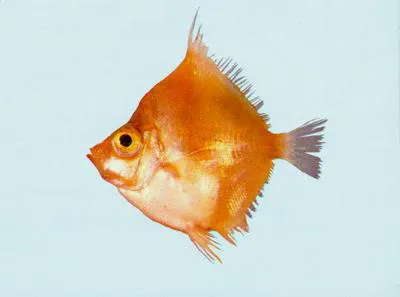 Rhomboidal boarfish (Antigonia rhomboidea)