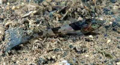 Ribbed sculpin (Triglops pingelii)