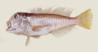 Ribbed tilefish (Branchiostegus doliatus)