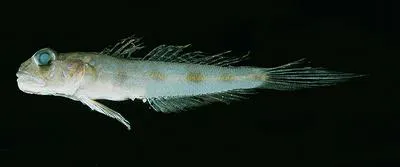 Ribbon goby (Oxyurichthys heisei)