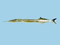 Ribbon halfbeak (Euleptorhamphus viridis)