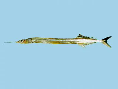 Ribbon halfbeak (Euleptorhamphus viridis)